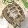 Photo de Franklin
