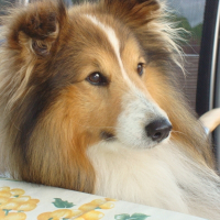 Photo de profil de Ulyss