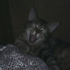 Photo de Bulcan