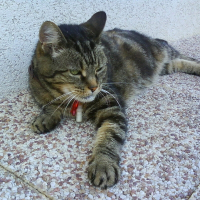 Photo de profil de Noisette