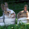 Photo de Caramel et pistache