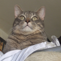 Photo de profil de Canabis