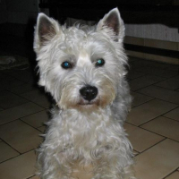 Photo de profil de Coquin