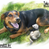 Photo de profil de Zorka