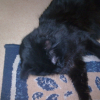 Photo de Salem