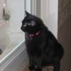 Photo de Choupette