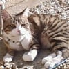 Photo de Canail
