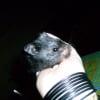 Photo de Rambo