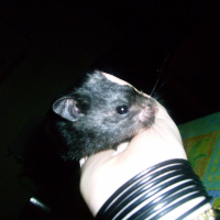 Photo de profil de Rambo