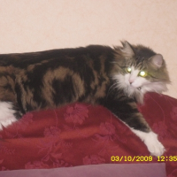 Photo de profil de Sharass
