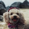 Photo de Gipsy