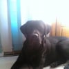 Photo de Booba