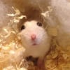 Photo de Minie