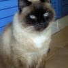 Photo de Gribouille, Siamois