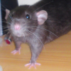 Photo de Pooka