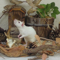 Photo de profil de Choupa