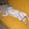 Photo de Babou