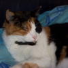 Photo de Moka