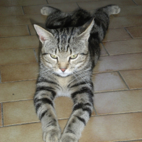 Photo de profil de Chouchou