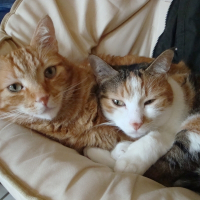 Photo de profil de Simba et sticky