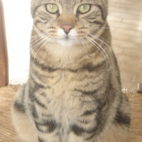 Photo de profil de Topolino
