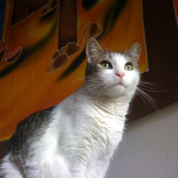 Photo de profil de Croquette