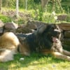 Photo de Sirko, Leonberger
