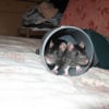 Photo de Cookie et craquotte