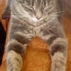 Photo de Grisette