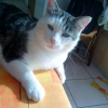 Photo de Tigrou