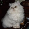 Photo de Dream, Persan