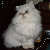 Photo de profil de Dream