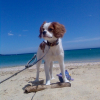 Photo de Blue