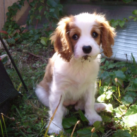 Photo de profil de élaïa