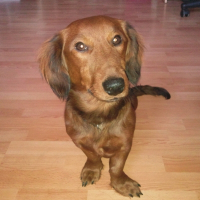 Photo de profil de Droopy