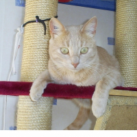 Photo de profil de Némo