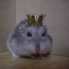 Photo de Fofanna