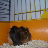 Photo de Stinsky