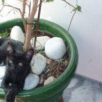 Photo de profil de Kitty