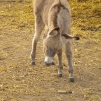 Photo de profil de Vizir