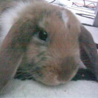 Photo de profil de Muesli