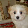 Photo de Engy, Coton de Tuléar