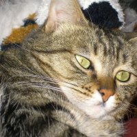 Photo de profil de Melki