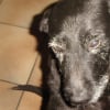 Photo de Oscar, Griffon Korthals