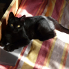 Photo de Shadow