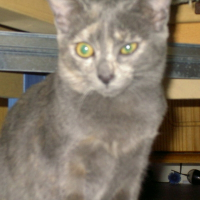 Photo de profil de Kyara