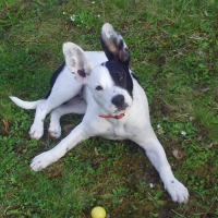 Photo de profil de Danka