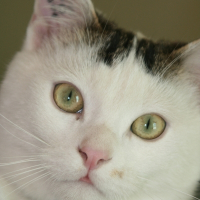Photo de profil de Moustik