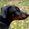 Photo de E-bay, Dobermann