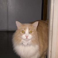 Photo de profil de Cébri